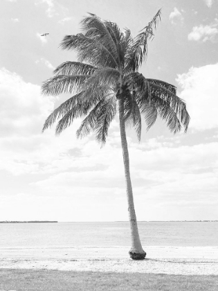 Picture of ISLAND A PALM