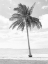Picture of ISLAND A PALM