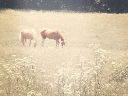 Picture of HORSES GRAZING