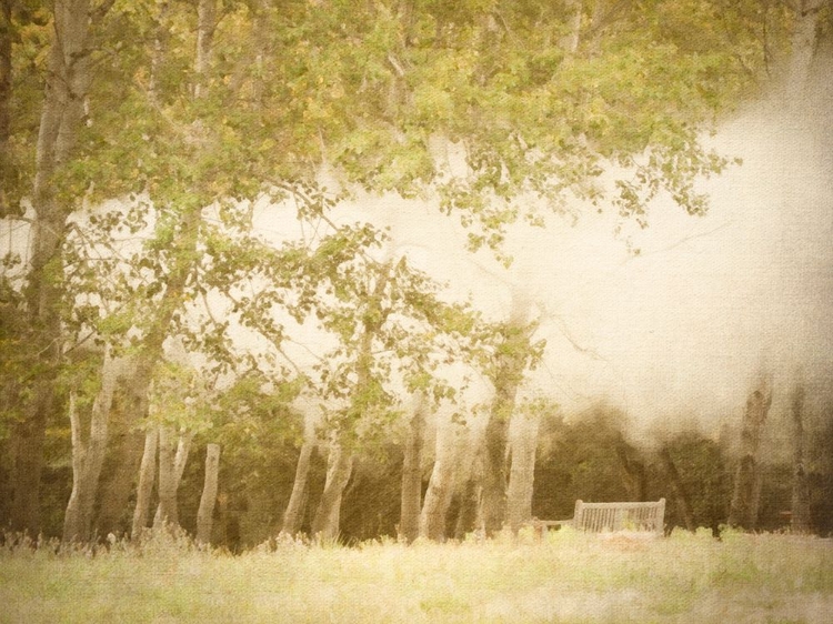 Picture of MEDITATION BENCH IN FOREST MIST