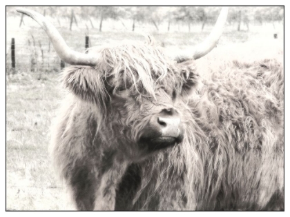 Picture of PORTRAIT OF HIGHLAND COO