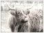 Picture of PORTRAIT OF HIGHLAND COO