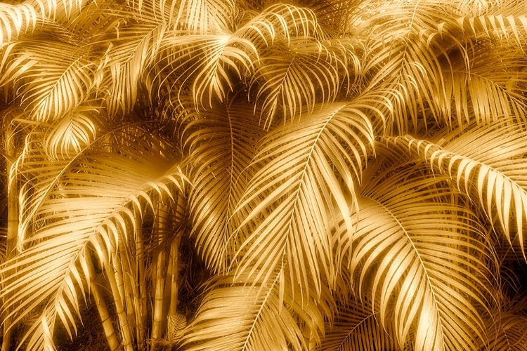 Picture of GOLDEN GLOW TROPICAL FERNS