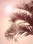 Picture of THREE TROPICAL PINK FRONDS