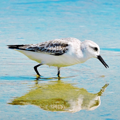 Picture of SANDPIPER SINGLE