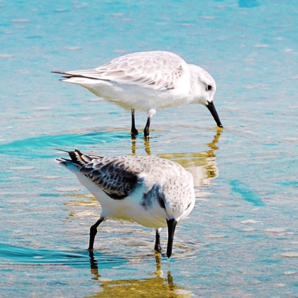 Picture of SANDPIPER PAIR