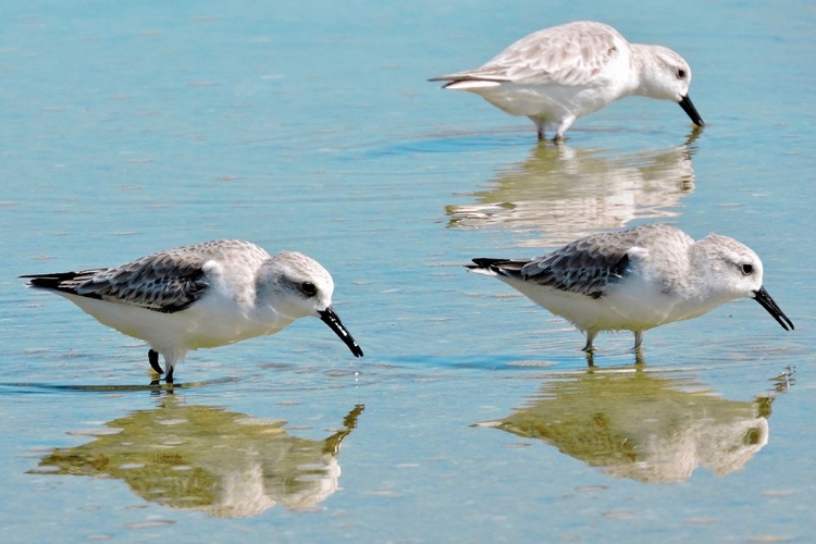 Picture of SANDPIPER TRIO