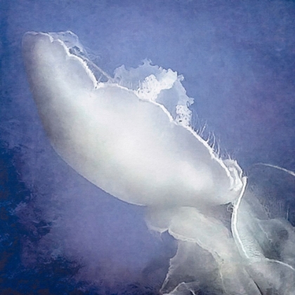 Picture of BLUE AND WHITE JELLYFISH 1