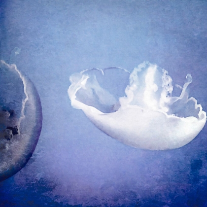 Picture of BLUE AND WHITE JELLYFISH 2