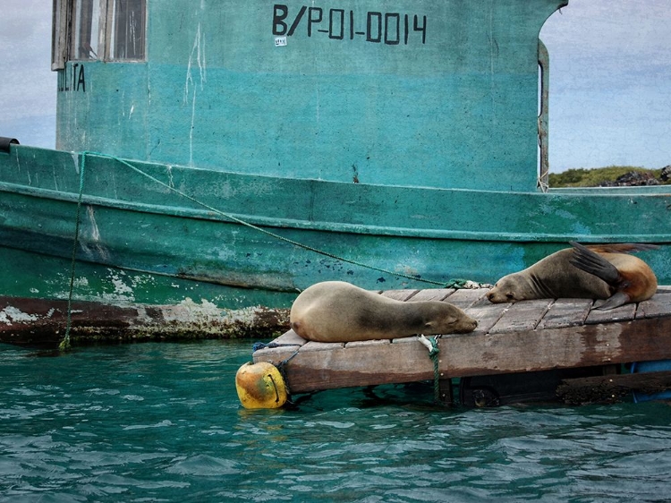 Picture of GALAPAGOS SEA LIONS