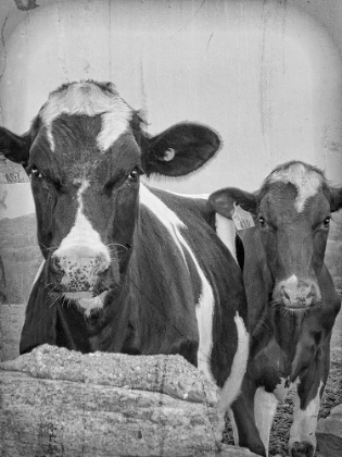 Picture of COWS IN VIGNETTE