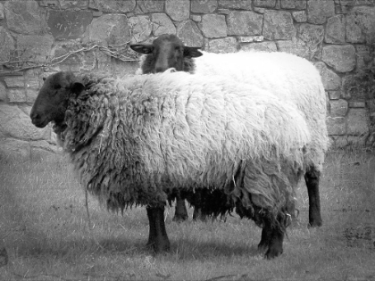 Picture of SHEEP IN VIGNETTE