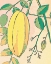 Picture of CARAMBOLA FRUTAS TROPICALES