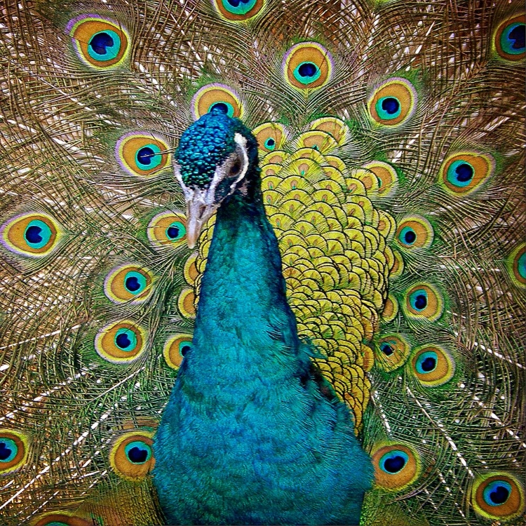 Picture of PEACOCK 1