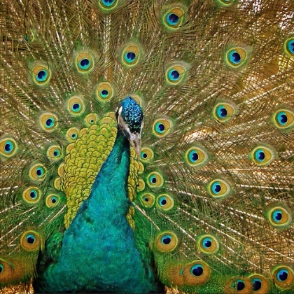 Picture of PEACOCK 2