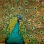 Picture of PEACOCK 2