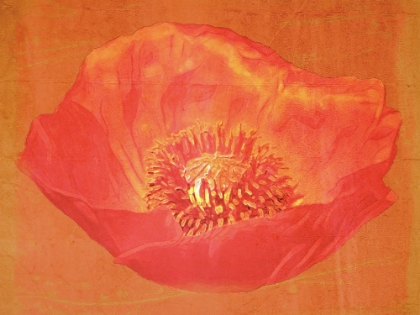 Picture of PINK POPPY