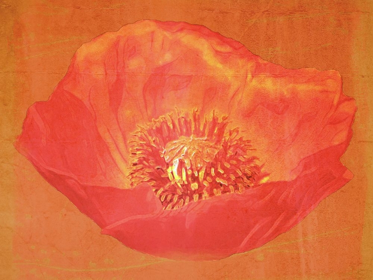 Picture of PINK POPPY