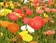 Picture of FIELD OF POPPIES