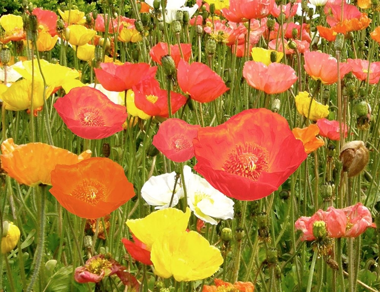 Picture of FIELD OF POPPIES