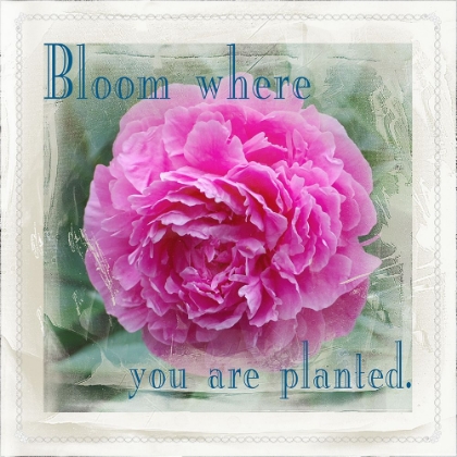 Picture of BLOOM WHERE YOU ARE PLANTED