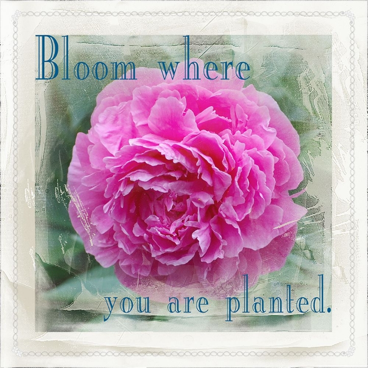 Picture of BLOOM WHERE YOU ARE PLANTED