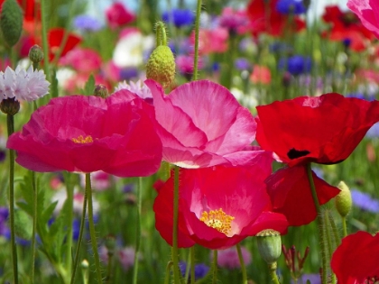 Picture of PINK POPPIES