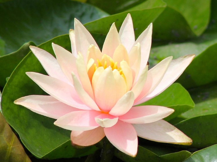 Picture of PURITY LOTUS FLOWER