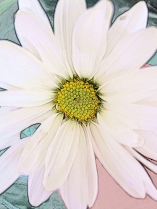 Picture of PAINTED DAISY