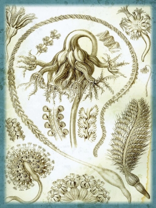 Picture of HAECKEL PANNATULIDA