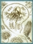 Picture of HAECKEL PANNATULIDA