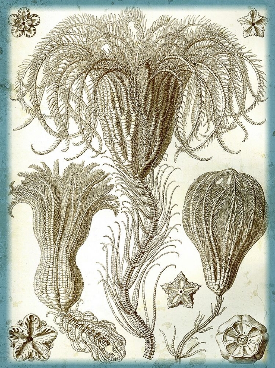 Picture of HAECKEL CRINOID