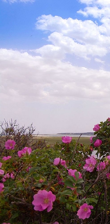 Picture of CAPE COD SALT MARSH TRIPTYCH