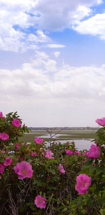 Picture of CAPE COD SALT MARSH TRIPTYCH