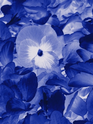Picture of PANSY