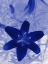 Picture of LILY
