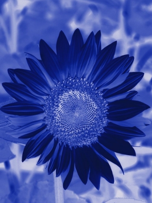 Picture of SUNFLOWER