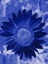 Picture of SUNFLOWER