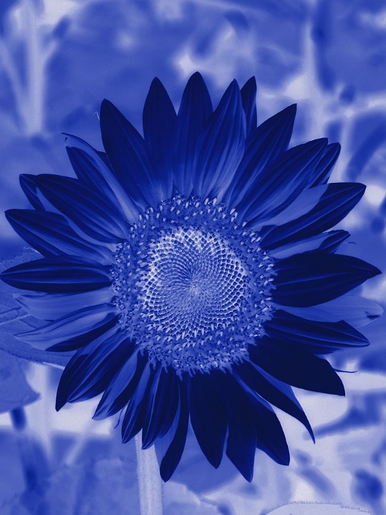 Picture of SUNFLOWER