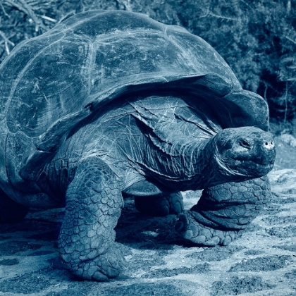Picture of GALAPAGOS GIANT TORTOISE