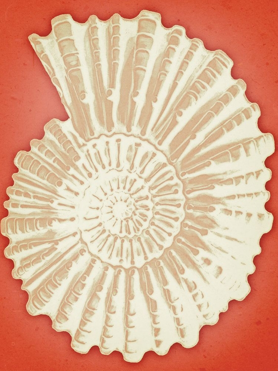 Picture of AMMONITE ON CORAL