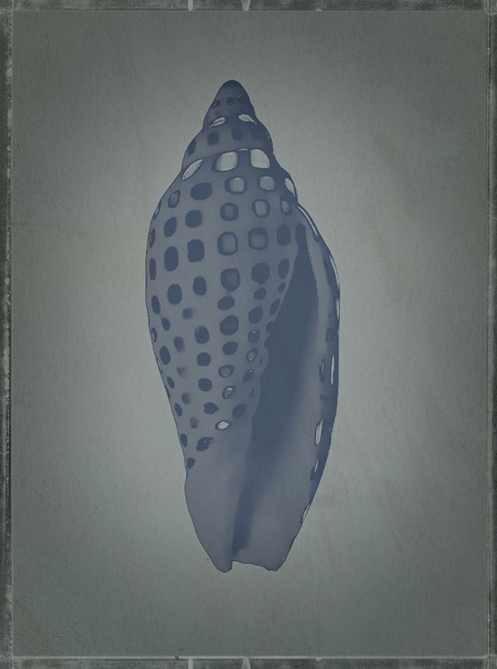 Picture of JUNONIA IN GRAY GREEN