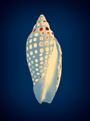 Picture of JUNONIA ON BLUE