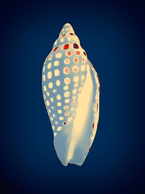 Picture of JUNONIA ON BLUE