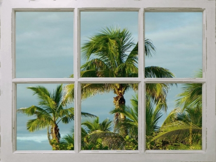 Picture of WINDOW PALM TREES