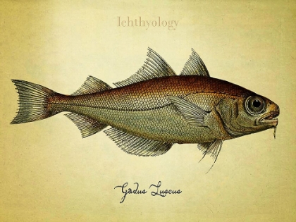 Picture of GADUS LUSCUS