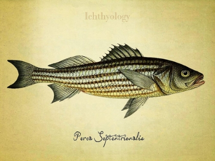 Picture of PERCA SEPTENTRIONALIS