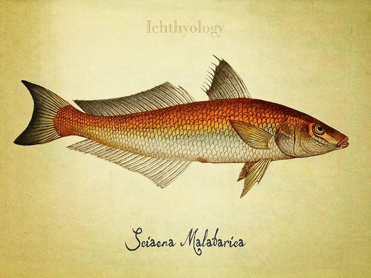 Picture of SCIAENA MALABARIA