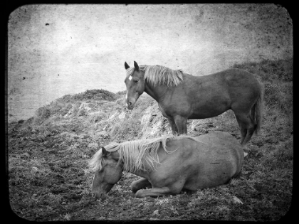 Picture of IRISH COUNTRYSIDE HORSES
