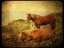 Picture of IRISH COUNTRYSIDE HORSES BW